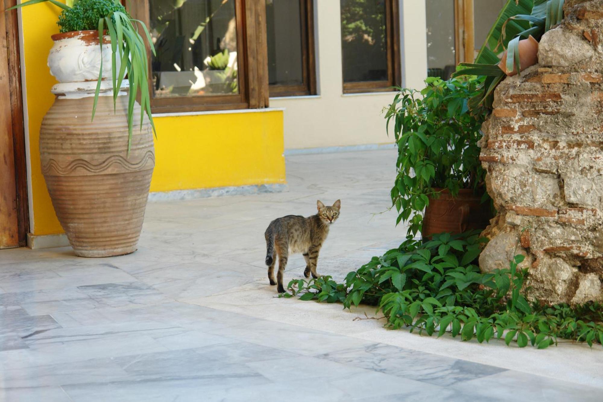 Verdelis Inn Epidaurus Buitenkant foto